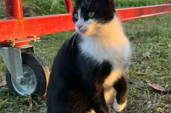 Найденные животные Чудово, фото: Кошка найдена: ул. Возрождения, 35, Чудово