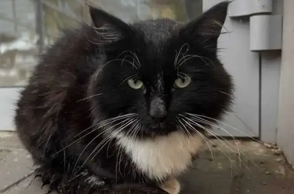 Пропала кошка, Дачное шоссе 259, НСК