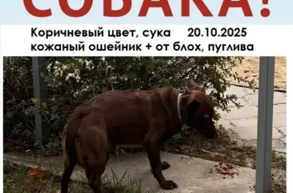 Собака найдена: Варшавская ул., 4, Волгоград