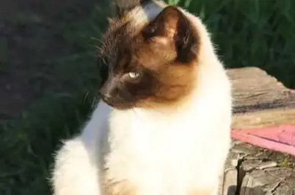 Пропала тайская кошка, Дачная ул., Горно-Алтайск