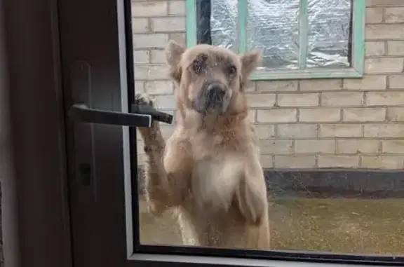 Пропала собака, Курганная 120, Майкоп