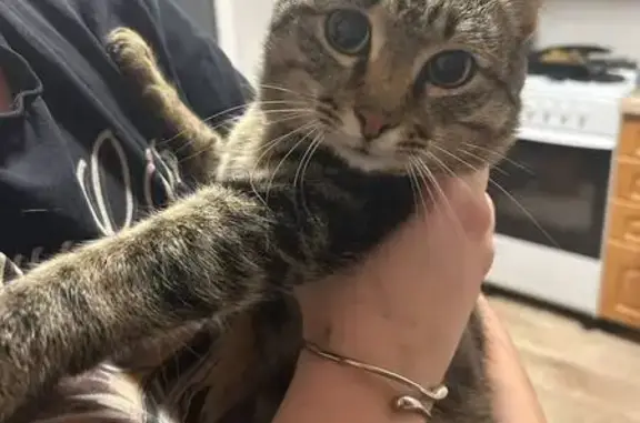 Найдена кошка, Омск, фото: Кошка найдена у 21-й Амурской, 77, Омск