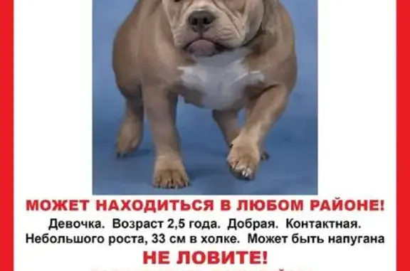 Пропала собака на Гренадерской улице, СПб