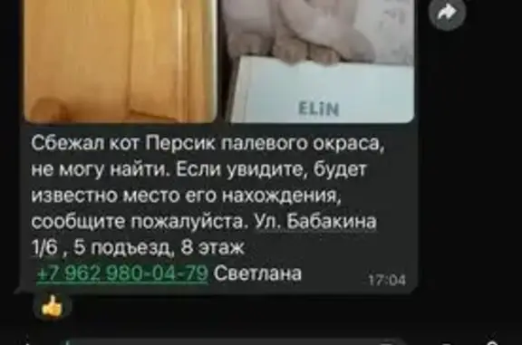 Пропала кошка на ул. Бабакина, Химки