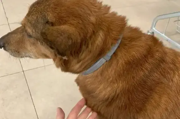 Собака найдена у Перекрестка, Комендантский 33