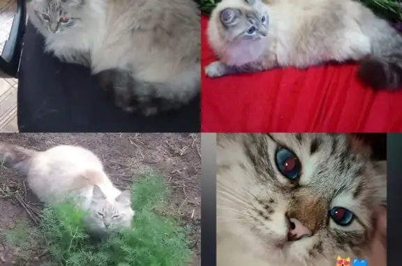 Пропала кошка в Балашове, Саратовская обл.