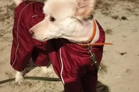 Собаки потеряшки, Когалым, фото: Потеряшка собака, Прибалтийская 31, Когалым