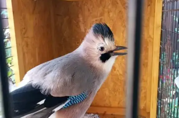 Пропала птица Толик, 1-я Оранжерейная, Ростов