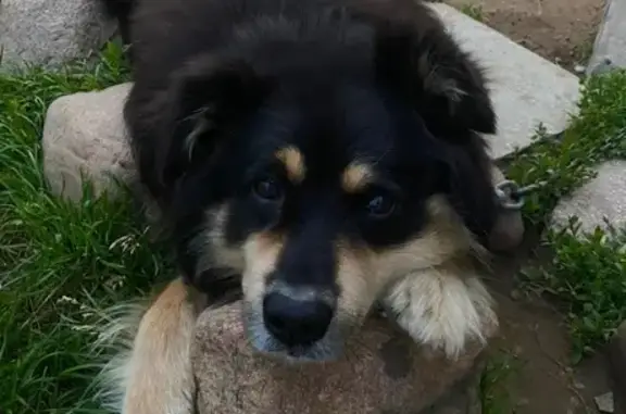 Пропала собака в Товарково, Калужская обл.