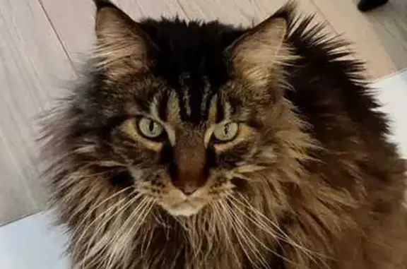 Кошки потеряшки, Москва, фото: Потеряшка кошка, Окская ул., 7А, Москва