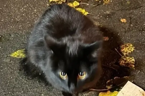 Найдена кошка, Москва, фото: Найдена чёрная кошка, Ярославская ул., 10 к4