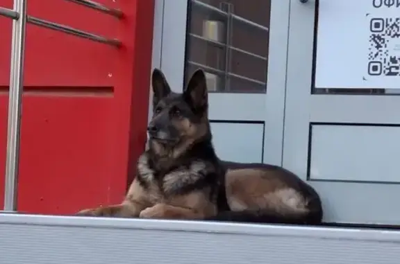 Найдена собака, Челябинская область, фото: Собака найдена в Копейске, Челябинская обл.