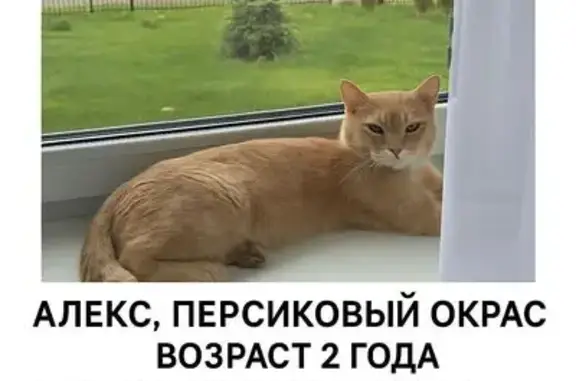 Пропал кот Алекс, Братовщина, Ярославское ш.