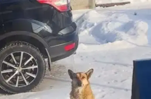 Собаки потеряшки, Ивановская область, фото: Потеряшка собака в д. Бабенки, Иваново