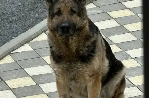 Собаки потеряшки, Чебоксары, фото: Потеряшка собака, ул. Тельмана, 44, Чебоксары