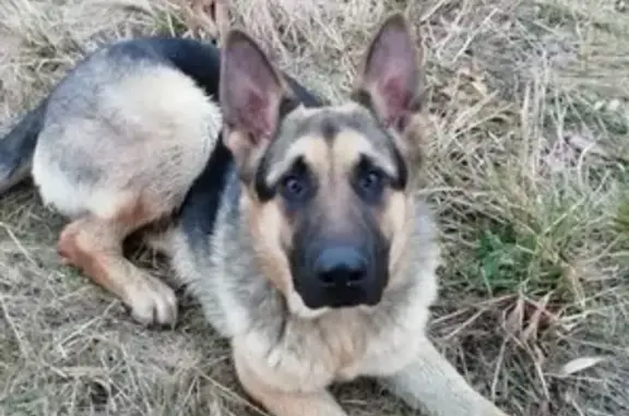 Пропала собака, ул. Авдеева, 56, Бобров