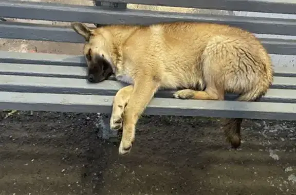 Собака найдена: ул. Айзмана, Чебоксары