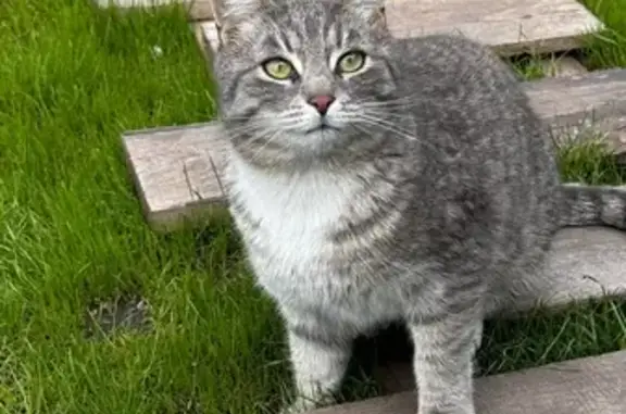 Пропала кошка в Старом Осколе