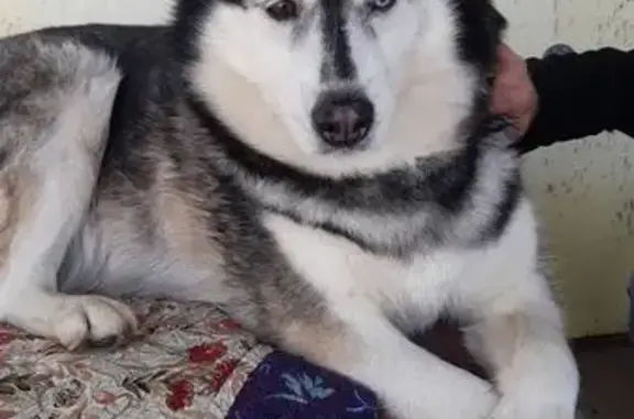 Найдена собака, ул. Берег Урала, Оренбург