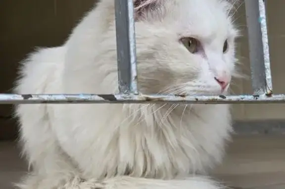 Найдена кошка, Краснодар, фото: Кошка найдена: ул. Лукьяненко, 105, Краснодар