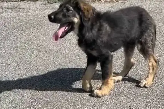 Пропала собака, Советская 117, Майский