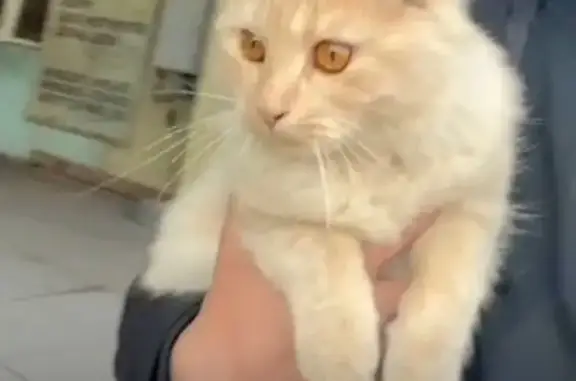 Найдена кошка, Ростов-на-Дону, фото: Кот найден на Туполева 15Б, Ростов-на-Дону