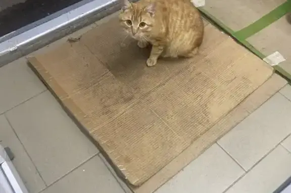 Кошка у магазина 