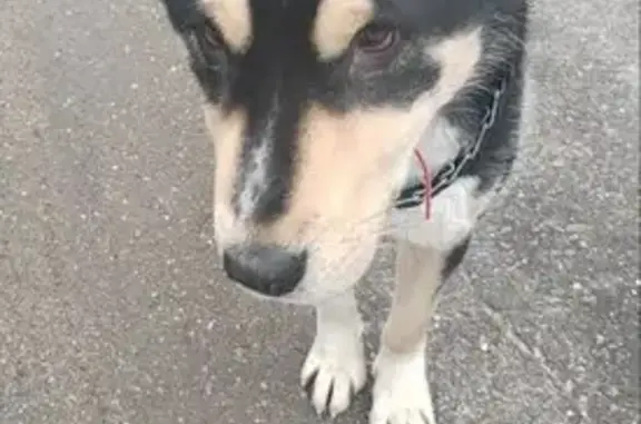 Найдена собака, Скоропусковский, фото: Собака найдена на А-108, Скоропусковский