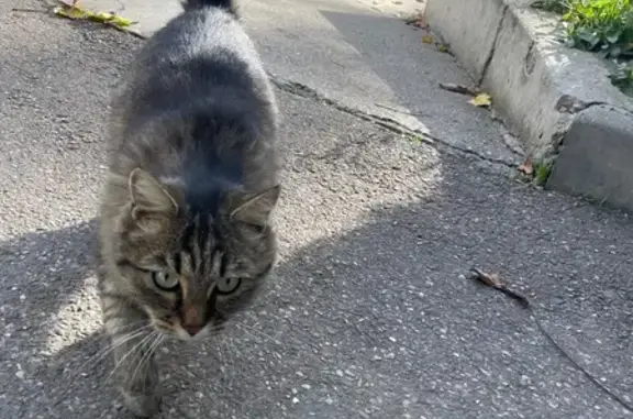 Найдена кошка, Пятигорск, фото: Кошка найдена, Новороссийская 24, Пятигорск