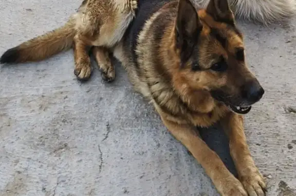 Пропала овчарка, Совхоз 