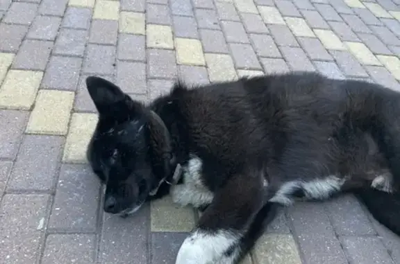 Пропала собака, Мотяково, МО