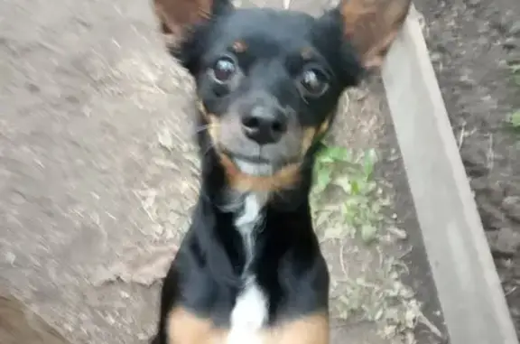 Собаки потеряшки, Новосибирск, фото: Потеряшка собака, Прокопьевская 91, НСК