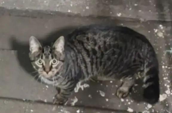 Найдена кошка, Санкт-Петербург, фото: Кошка найдена: Антонова-Овсеенко, 13 к3