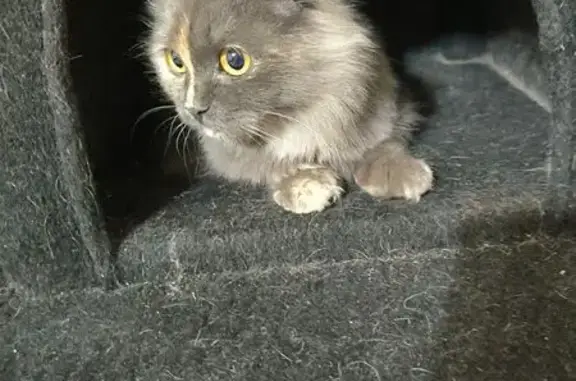 Найдена кошка, Курган, фото: Найдена кошка, Курганская ул., Курган