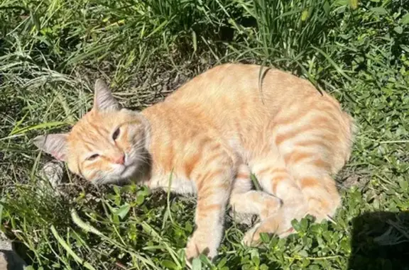 Пропала кошка, Дубовская ул. 3, Волгоград