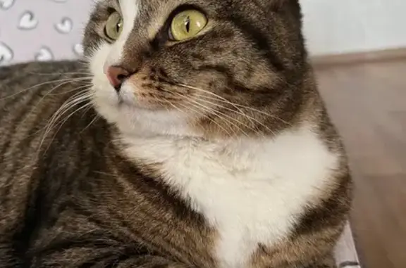 Кошки потеряшки, Иркутск, фото: Потеряшка кошка, ул. Ярославского, 276