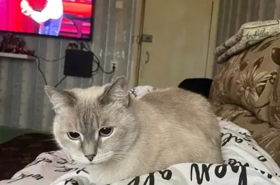 Пропала кошка на Молодёжной, 5/2, Кирово-Чепецк