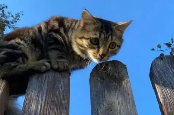 Пропала кошка Бося, Западная ул. 67