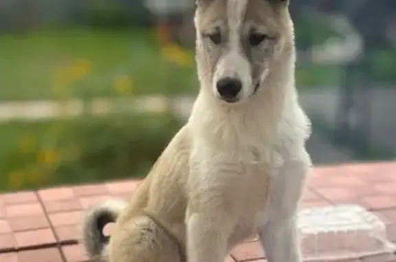 Пропала собака, Выкса, Нижегородская обл.