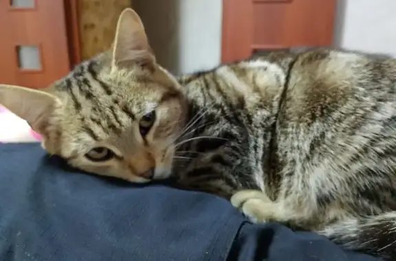 Пропала кошка, Купино, Новосибирская обл.