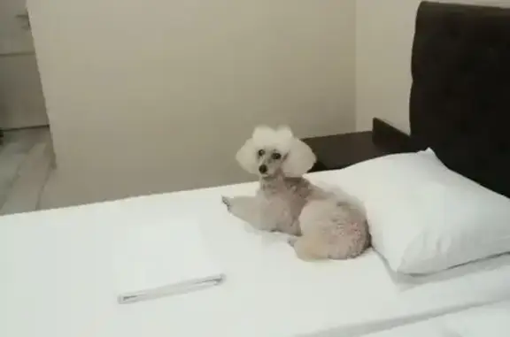 Собаки потеряшки, Могилёв, фото: Потеряшка собака на ул. Льва Толстого, 60