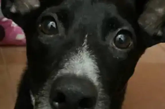 Собаки потеряшки, Дагестанские Огни, фото: Потеряшка собака, Ленинкент, Дагестан