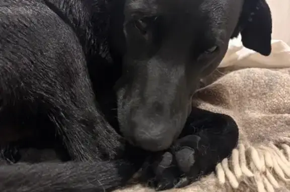 Найдена собака, Абакан, фото: Найдена собака, ул. Жукова, 75, Абакан