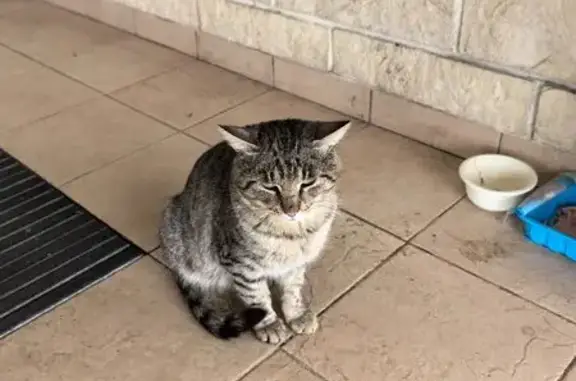 Найдена кошка, Новинки, фото: Кошка найдена у магазина, 115 с2, Новинки