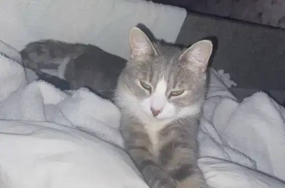 Пропала кошка, Красковская ул. 52, Москва