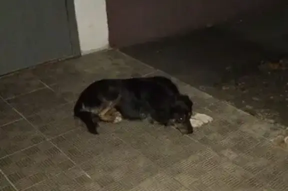 Собака найдена на ул. Конституции СССР, 30/1