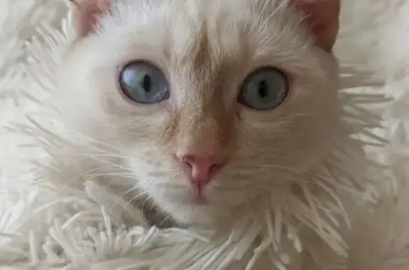 Пропала кошка, Ялтау, Татарстан