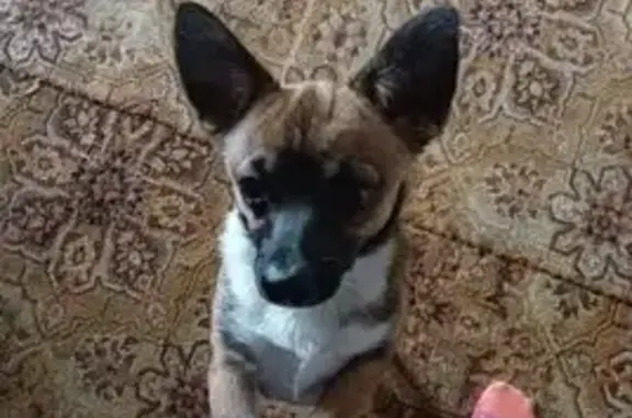 Собаки потеряшки, , фото: Потеряшка собака, ул. Мира 2, Селихово