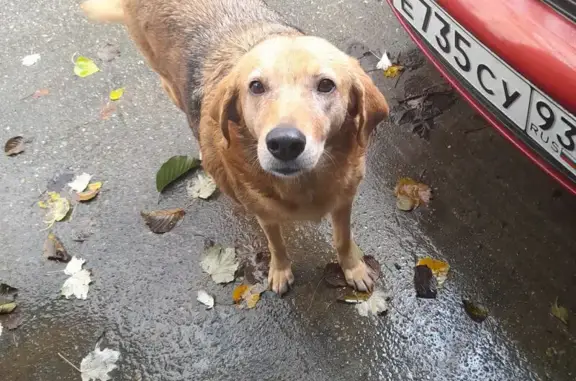 Сочи: найдена собака на Яблочной 27В