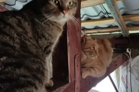 Пропала кошка, ул. Нар. Фронта, 85/1